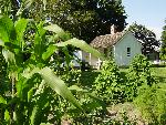 Corn in Hulda's Garden