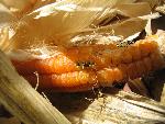 Corn from Hulda's Garden