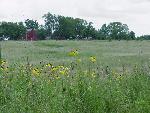 Tallgrass Prairie with Yellow Coneflowers