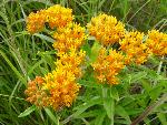 Butterfly weed