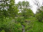 Hoover Creek in spring