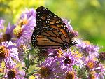 Monarch butterfly and New England Asters