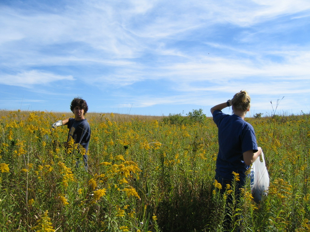 A man and woman collect seeds in a grassland filled with yellow flowers.
