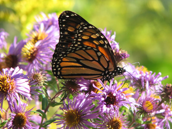 Orange and black butterfly feeds on pinkish-purple flower.