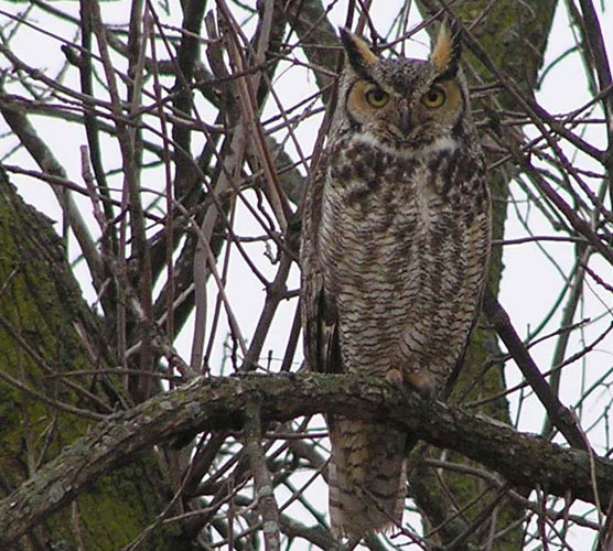 A great horned owl's mottled plumage makes it difficult to see among tree branches in the winter.