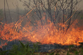A shrub burns during a prairie fire.