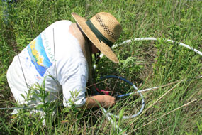 A scientist inventories plant species in the tallgrass prairie.