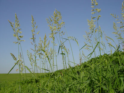 Tall Indian grasses bloom green against a blue sky.