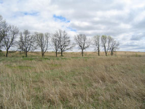 A grove of nut trees extends into the prairie.