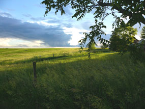 Green prairie grasses darken under approaching storm clouds.