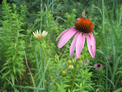 Purple coneflowers bloom in the tallgrass prairie.