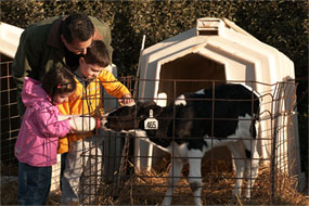 A man and two children feed milk to a calf.