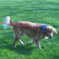 Golden retriever on a leash.