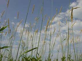 Grasses in the restored prairie against a blue sky with white clouds.