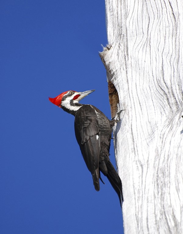 large woodpecker with black white and red colors on side of tree trunk, blue sky background