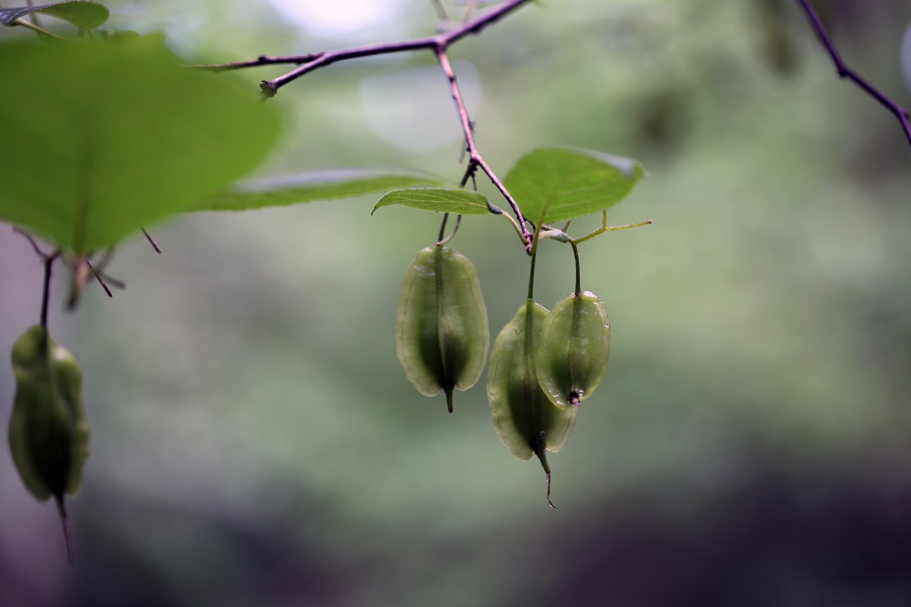 close up of seed pods hanging from tree limb