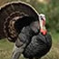 WIld Turkey