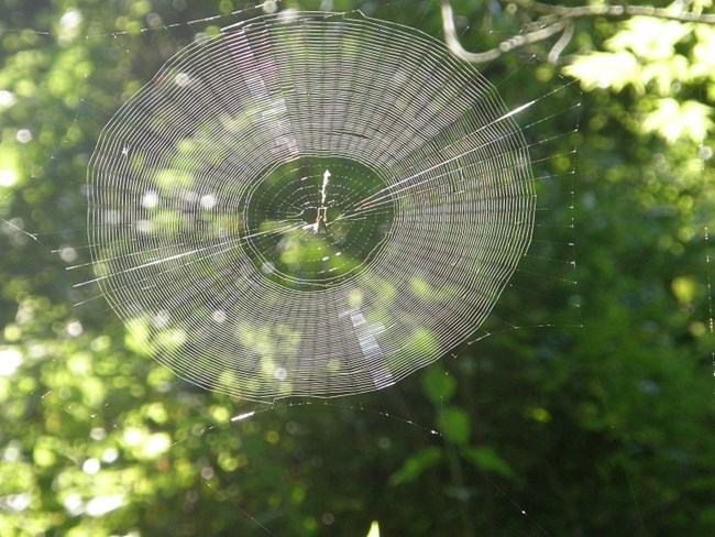 A circular spider web with smaller circles woven into it hangs in front of trees
