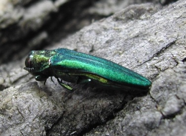 Emerald Ash Borer beetle