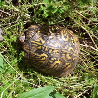 Try looking on the forest floor for a box turtle.