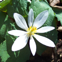 Come see the wildflowers at the park.