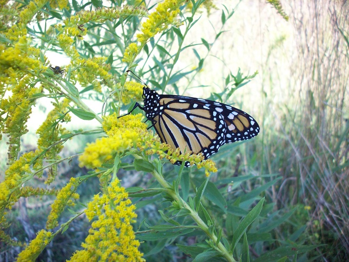 A monarch butterfly at rest.
