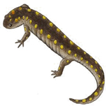 Salamander