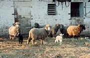 Sheep and lambs standing in the barnyard