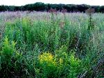 Late Summer Wildflowers