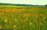 Sunflowers on the Prairie