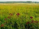 Blooming Western Ironweed