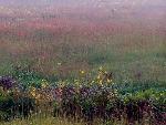 Purple Prairie