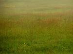 Grasses in Bloom