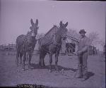 Mule Team