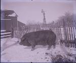 Prize Pig