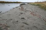 Bear Tracks Along River Bank
