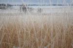 Fresh Snow on the Prairie