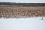 Fresh Snow on the Prairie