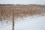Fresh Snow on the Prairie