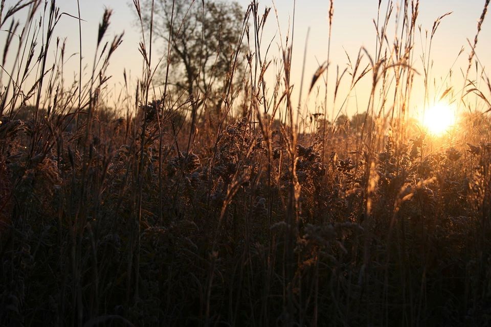The sun rise seen between the prairie grass.