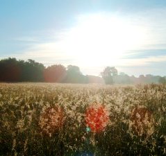 Prairie under the sun.