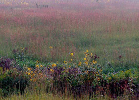 Prairie blooming color BI285