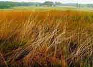 Prairie Grasses