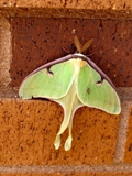 Luna Moth