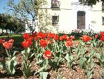 Closeup of tulips
