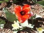 Tulips up close
