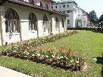 Tulips at Hale Bathhouse