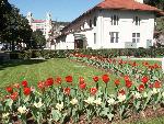 Maurice Tulips