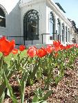 Closeup of Maurice Tulips