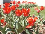 Tulips at park entrance sign